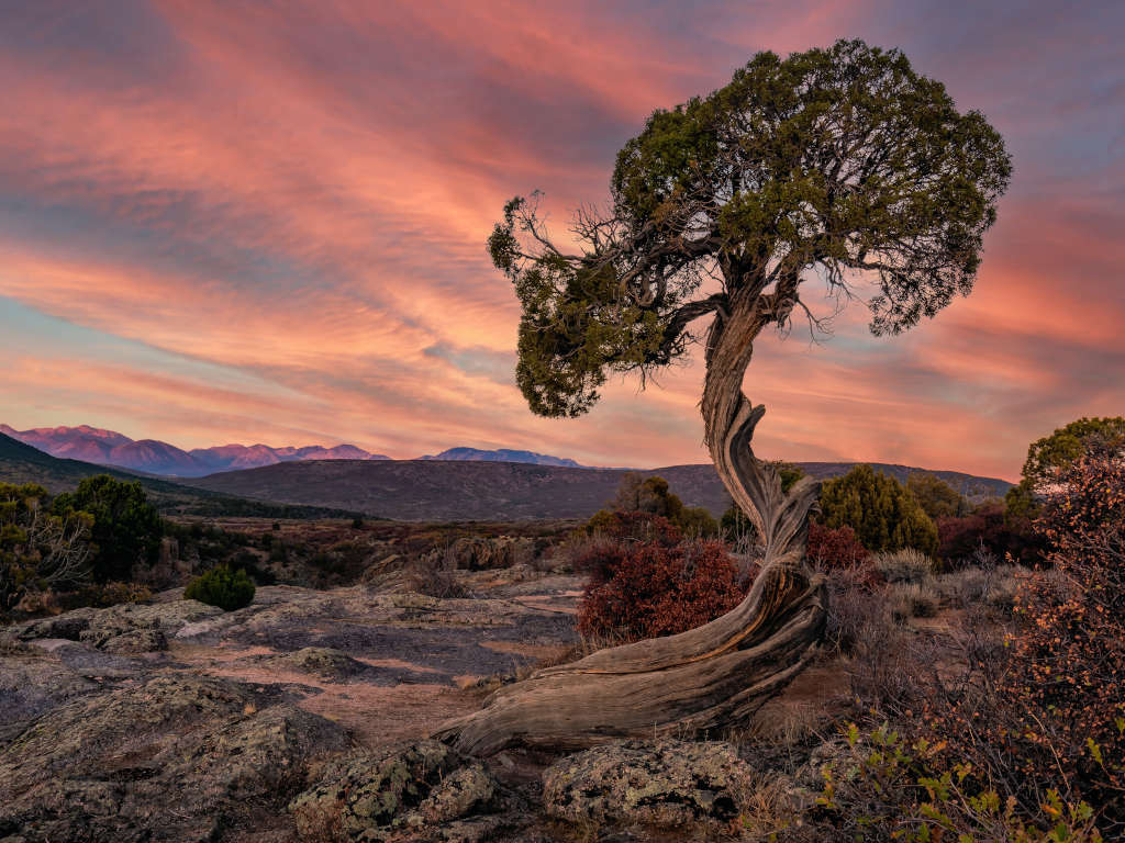 Curving Juniper tree above the Black Canyon at Black Canyon of the Gunnison National Park