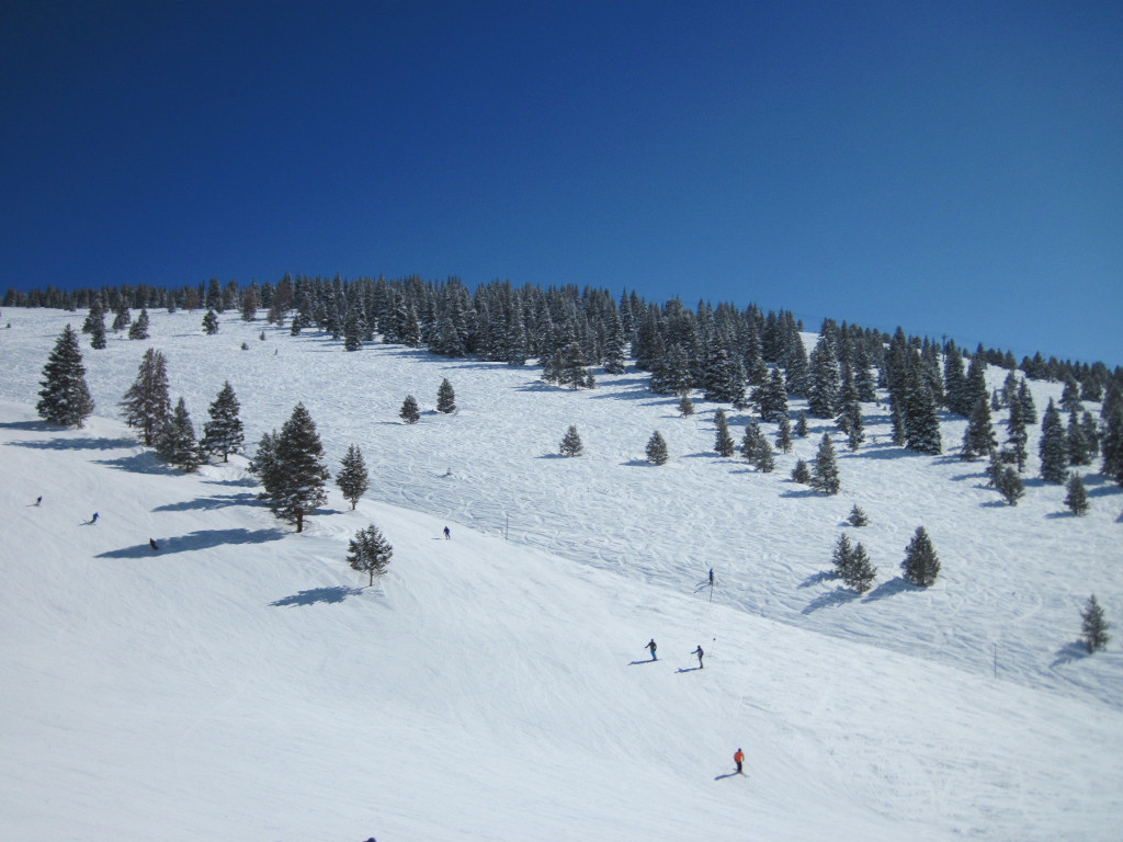 Vail China Bowl tree skiing on east side of bowl