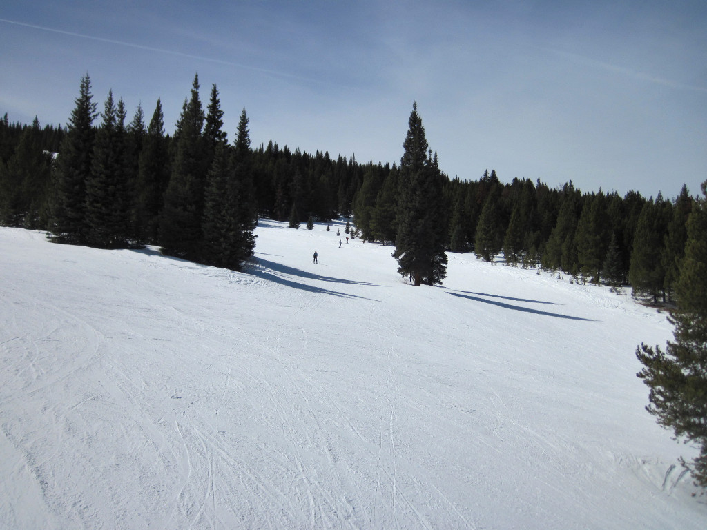 pine trees in middle of beginner ski trail copper mountain